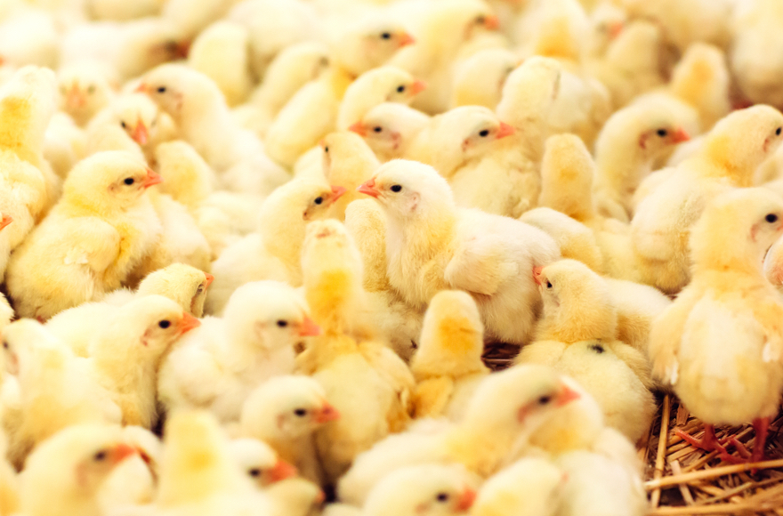 Кормовые добавки