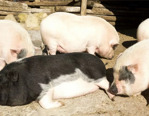 Effects of zinc sulfate monohydrate on pigs_703_550.jpg