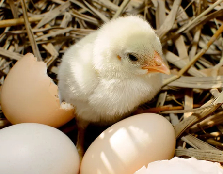 uses of canthaxanthin.jpg